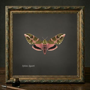 Póster de la esfinge de la aligustre | Ilustración vintage de entomología | Arte mural imprimible | Decoración estilo academia oscura | Póster naturalista