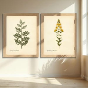 St. John’s Wort + Wormwood – Complementary Botanical Duo Print – Medicinal Plants Wall Art