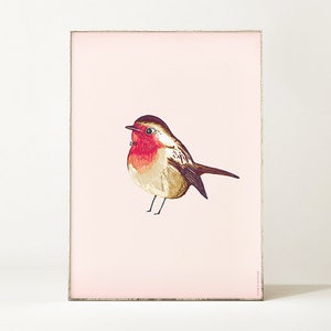 Poster ROBIN BIRD Illustration / bird artwork / robin drawing / birds poster / colorful wall decoration / birds art print