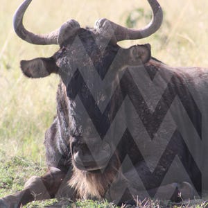 Pode incluir: Um close-up de um gnu descansando em um campo gramado. O animal tem pelo escuro, chifres curvos e uma barba longa e desgrenhada. O fundo está desfocado, com uma luz natural suave.