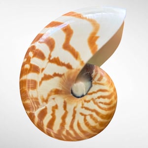 May include: A nautilus shell featuring a smooth, curved exterior with a distinct spiral pattern. The surface displays alternating bands of warm, reddish-brown stripes against a creamy, off-white background, leading to a dark, hollow centre.