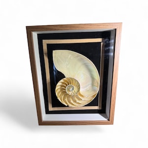 Conchiglia di Nautilus incorniciata • Arte marina naturale • Decorazione murale a tema costiero