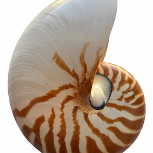 May include: A nautilus shell with a spiral design. The shell features a creamy white exterior with brown stripes and a pearlescent interior. The shell's shape is a perfect example of a logarithmic spiral.