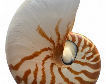 Real Large Nautilus Pompilius Shell Beach Lovers Collectable Nautical