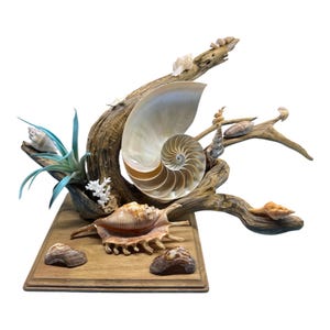 May include: A nautilus shell centerpiece with a large, spiraling shell as the focal point. The arrangement includes various seashells, driftwood, and a small air plant. The base is a wooden plaque, creating a coastal or nautical theme.