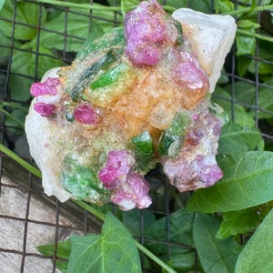 Op de afbeelding: Een ruw mineraal exemplaar met clusters van levendige roze robijnkristallen ingebed naast donkergroene toermalijnsplinters. De kristallen zitten in een doorschijnende witte kwartsmatrix met vlekken van goudbruine aardse minerale afzettingen.