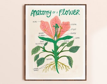 Flower Art Print, Plant Poster, Flower Anatomy Chart, Nature Wall Art, Floral Print, Botanical Illustration, Vintage Inspired Science Chart