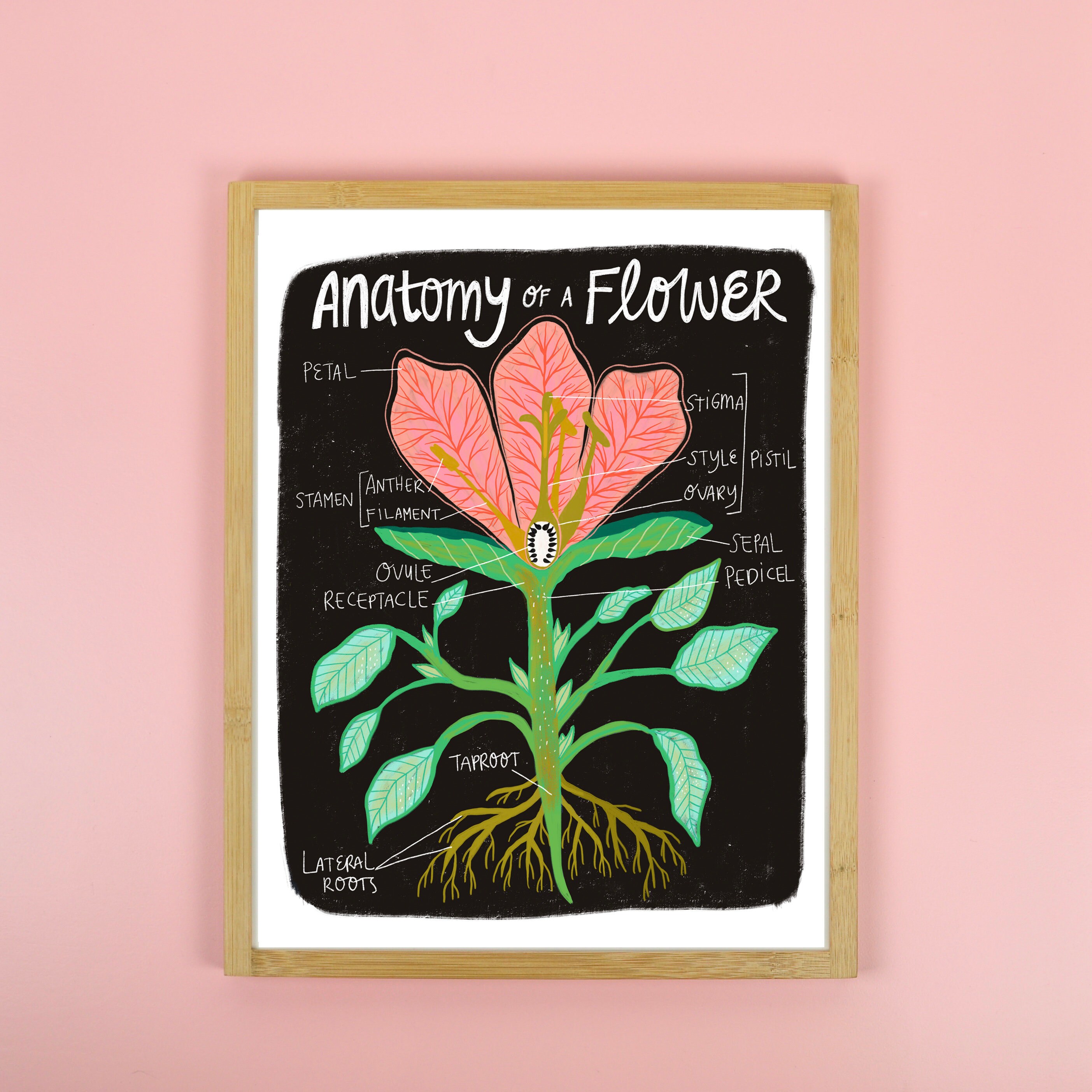 Plant Anatomy Art Flower Art Print Botanical Illustration Etsy