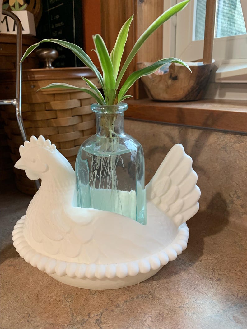 May include: A white ceramic hen-shaped planter holding a clear glass bottle with a green plant. The hen has detailed feathers and a ruffled edge around the base. The plant has long green and white leaves.