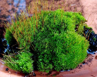 Genuine forest moss 100g – Terrarium aquascaping decoration – hand-harvested