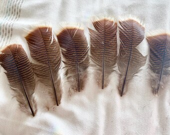 The Land of Misfit Feathers bulk DIY craft supply mixed wild turkey 6 count #7