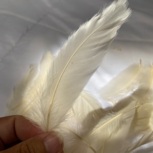 Cream goose feathers for crafts and flower arrangements, DIY