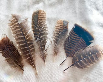 The Land of Misfit Feathers bulk DIY craft supply mixed wild turkey #8