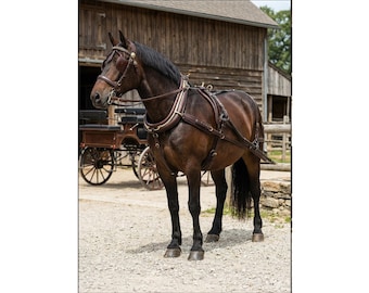 Genuine Leather Horse Harness – Full Tack Set with Brass Fittings