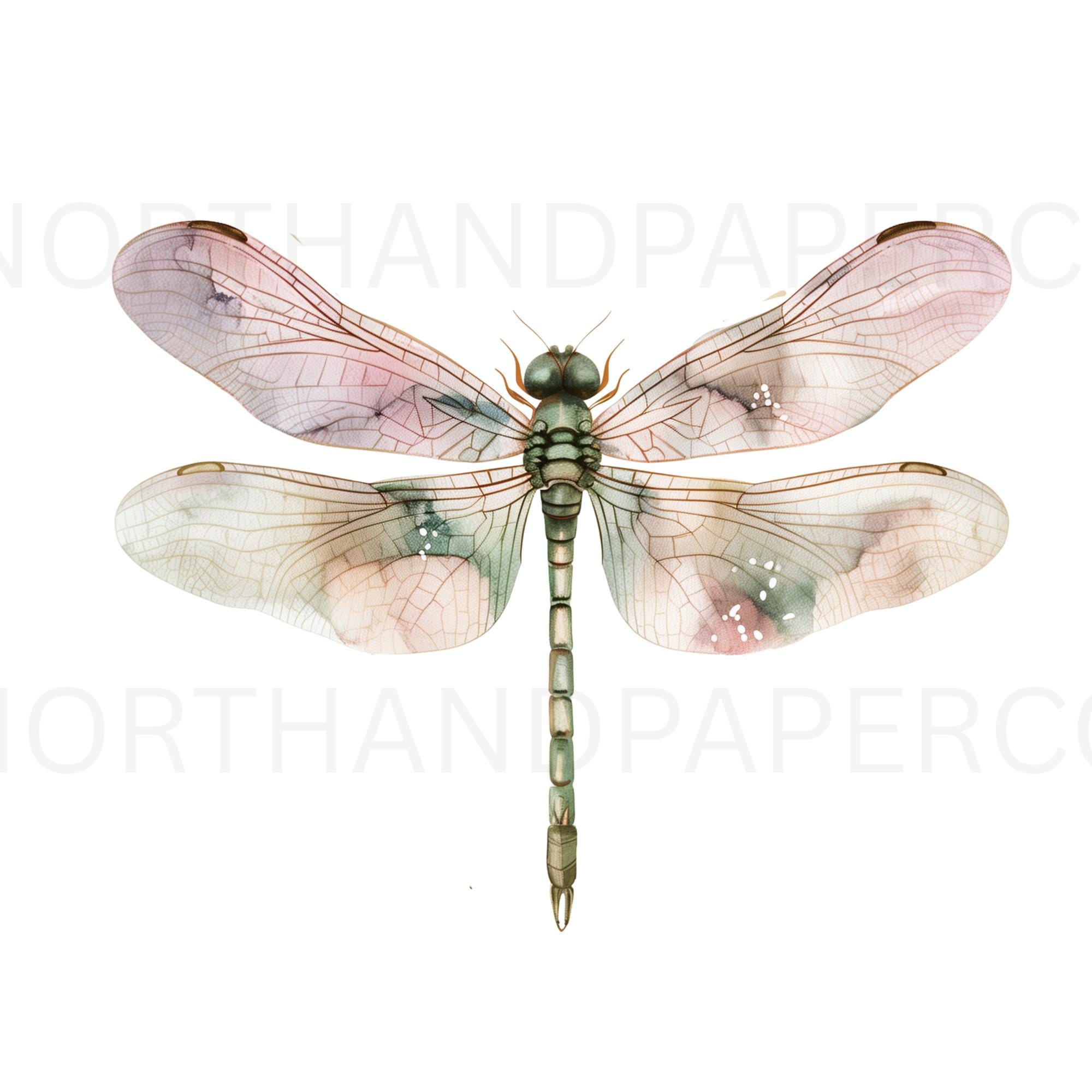 Watercolor Dragonfly Clipart Bundle (31 PNG) Floral Boho Insect ...