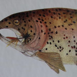 May include: A detailed illustration of a brown trout with black spots, its mouth open and a fishing fly in its mouth.