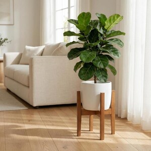 May include: A potted Fiddle Leaf Fig plant with large, green leaves. The white ceramic pot sits on a wooden plant stand. The plant is in a well-lit room with a beige sofa and hardwood floors.