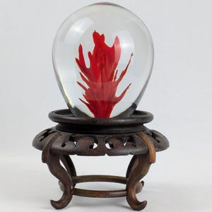 May include: A clear glass paperweight containing a vibrant red, flame-like internal structure, resting securely on a dark brown, circular wooden display stand with intricate carved cutouts and four curved legs supporting the base.