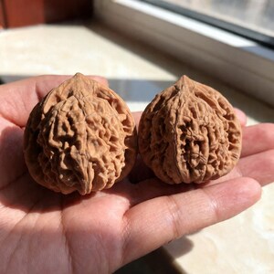 Natural 4cm Wenwan Walnuts – Hand Dexterity , Palm Exercise Balls – Tactile Sensory Fidget Tool for Daily Routine