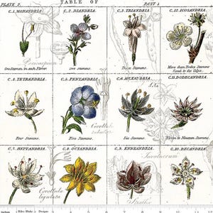 May include: Botanical illustration fabric featuring a grid of detailed flower drawings with scientific labels. The fabric includes text such as "Table of" and "Part 1". The design incorporates various colors and floral arrangements, with a ruler at the bottom.