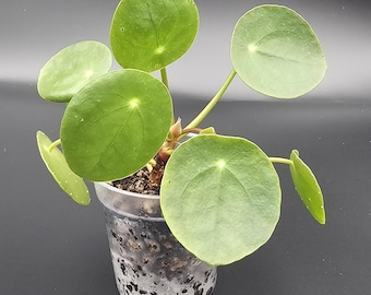 Pilea peperomioides (Chinese money plant) starter in 2" pot