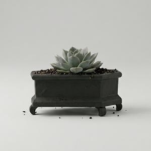May include: A small, grey succulent plant in a dark grey, hexagonal planter with small feet. The planter is filled with dark soil. The website address www.LeVeridianStudio.etsy.com is at the bottom of the image.