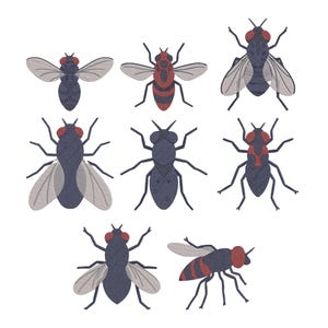May include: Illustration of various insects, including flies, in a cartoon style. The insects are depicted in shades of gray, black, and red, with detailed wings and body segments. The image is set against a white background.