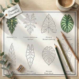 Könnte beinhalten: Ein botanischer Druck mit detaillierten Illustrationen verschiedener Alocasia-Pflanzenblätter, darunter 'Polly', 'Jacklyn' und 'Dragon's Breath'. Der Druck ist mit 'Printable Download' beschriftet und enthält Buntstifte und eine Tasse Kaffee.