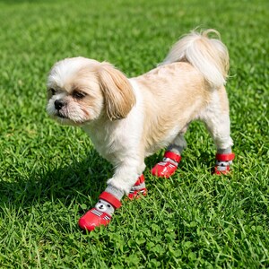 May include: A small, light-colored dog wearing red dog boots with gray socks. The boots have a buckle closure and a small bear graphic. The dog is standing on green grass.