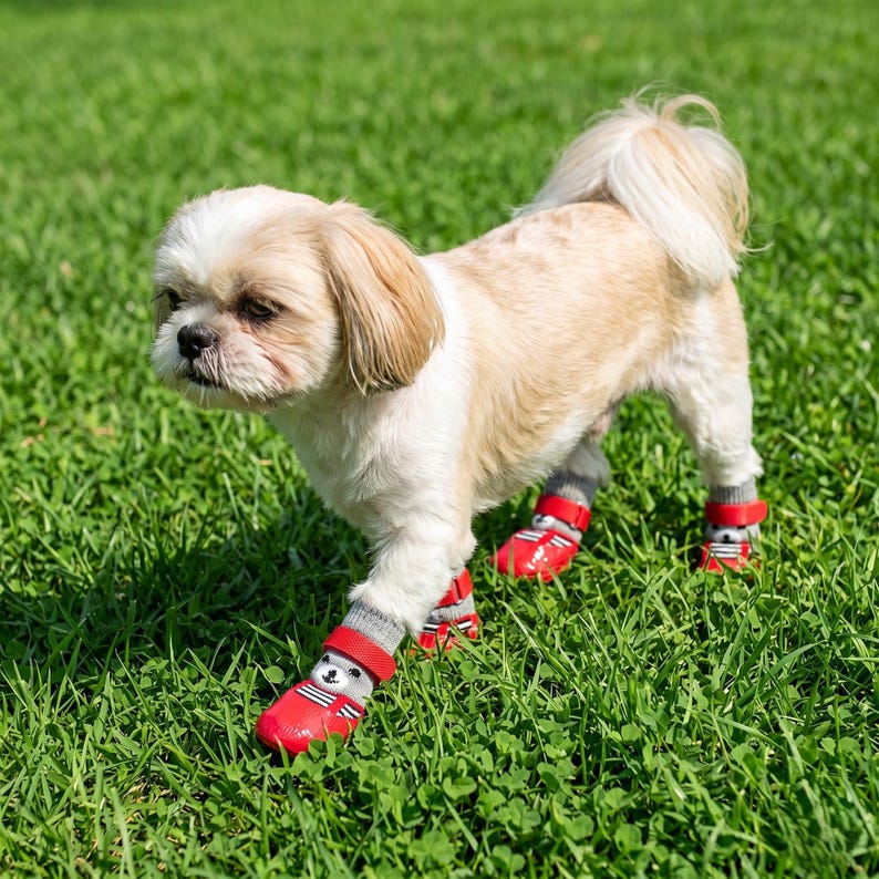 May include: A small, light-colored dog wearing red dog boots with gray socks. The boots have a buckle closure and a small bear graphic. The dog is standing on green grass.