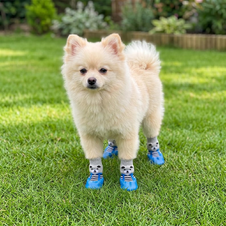 May include: A cream-colored Pomeranian dog stands on green grass, wearing gray socks with bear faces and blue booties. The dog is looking directly at the camera. The background includes more green grass and foliage.