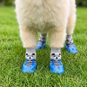 May include: A dog wearing four pairs of blue dog boots with gray socks. The socks have a bear face design. The boots have black and white striped accents and blue straps. The dog is standing on green grass.