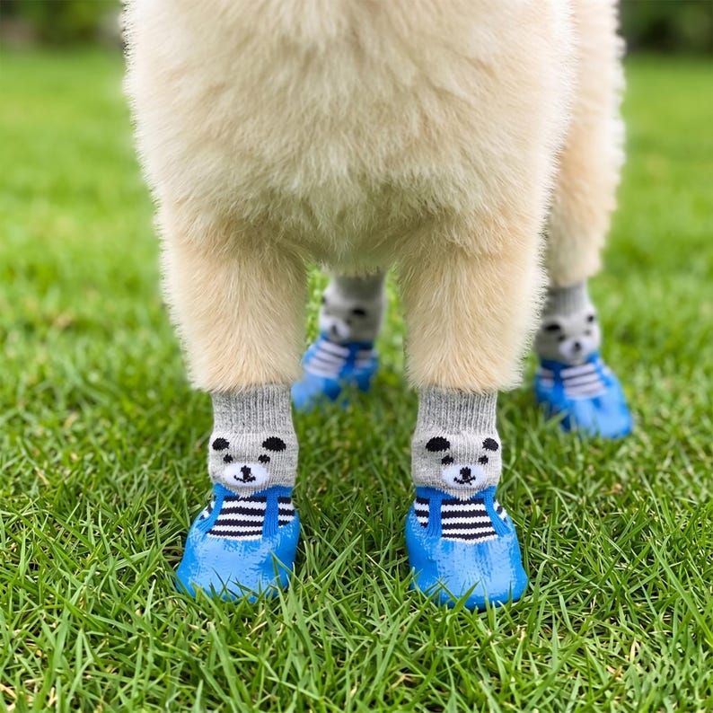May include: A dog wearing four pairs of blue dog boots with gray socks. The socks have a bear face design. The boots have black and white striped accents and blue straps. The dog is standing on green grass.
