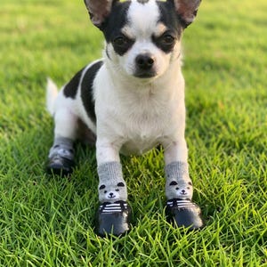 May include: A small dog with black and white markings wearing gray socks with panda faces and black shoes with white stripes. The dog is standing on green grass.