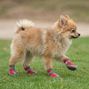 Peut inclure: Un petit chien duveteux, de couleur beige, portant des bottes rouges et grises pour chien, marchant sur de l'herbe verte. Les bottes ont une fermeture &eacute;clair et une sangle velcro pour un ajustement s&ucirc;r. Le chien est &agrave; l'ext&eacute;rieur dans une zone herbeuse.