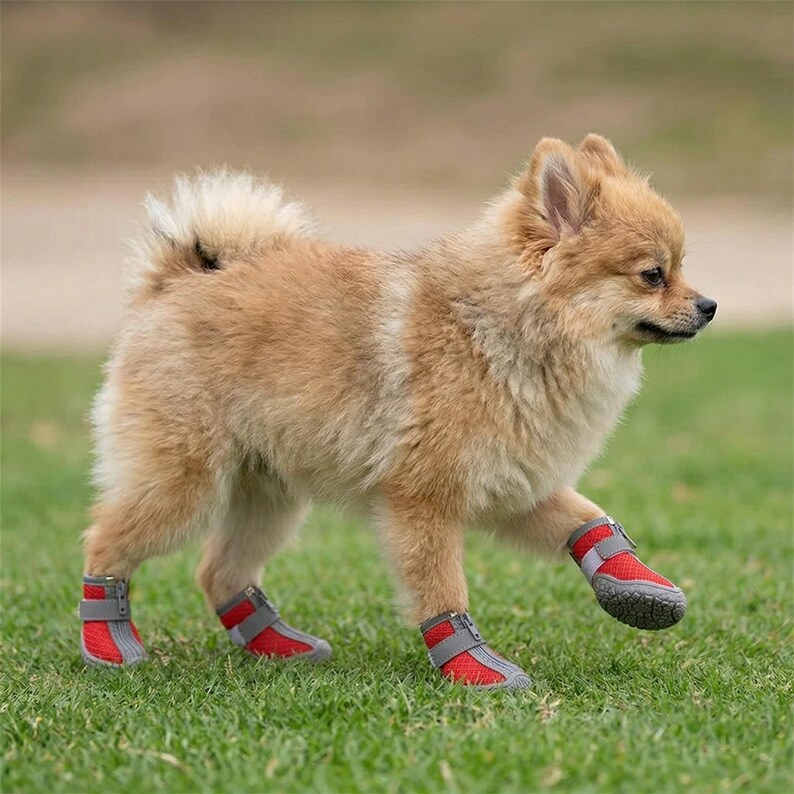 Peut inclure: Un petit chien duveteux, de couleur beige, portant des bottes rouges et grises pour chien, marchant sur de l'herbe verte. Les bottes ont une fermeture &eacute;clair et une sangle velcro pour un ajustement s&ucirc;r. Le chien est &agrave; l'ext&eacute;rieur dans une zone herbeuse.