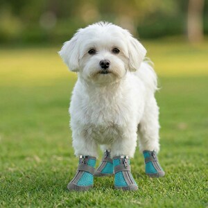 Peut inclure: Un petit chien blanc et duveteux portant quatre bottes pour chien turquoise et grises. Les bottes ont un design en maille et des sangles r&eacute;glables. Le chien se tient sur de l'herbe verte, avec un arri&egrave;re-plan vert flou.