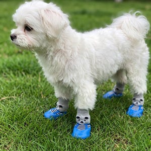 May include: A small, fluffy white dog stands on green grass, wearing blue dog boots and gray socks with a bear design. The dog is facing left, with its tail curled up. The boots have a strap design.