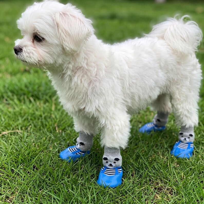 May include: A small, fluffy white dog stands on green grass, wearing blue dog boots and gray socks with a bear design. The dog is facing left, with its tail curled up. The boots have a strap design.