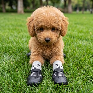 May include: A small, brown, curly-haired dog sits in green grass, wearing gray socks with panda faces and black shoes with white stripes. The dog is looking directly at the camera.