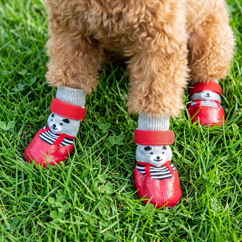 May include: A dog wearing red and gray pet booties with a bear design. The booties have a red strap and are on a green grassy surface. The dog's fur is brown.