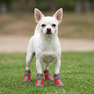 Peut inclure: Un petit chien blanc debout sur de l'herbe verte, portant quatre bottes rouges et grises pour chien. Les bottes ont une fermeture &eacute;clair et une bordure grise. Le chien a les oreilles droites et regarde directement l'appareil photo.