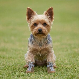 Peut inclure: Un petit chien Yorkshire Terrier assis sur de l'herbe verte, portant de petites bottes grises et marron pour chien. Le chien a des poils bruns et fauves avec une tache grise sur le cou. Le chien regarde directement la cam&eacute;ra.