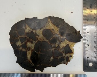 Septarian Stone Slab: Unique Geode Slice for Display or Crafting