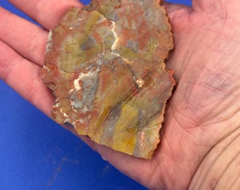 Yellow Petrified Wood Slice for Cabing, Natural Stone Specimen