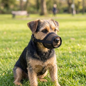 May include: A small dog with tan and black fur wearing a black mesh muzzle. The muzzle covers the snout and is secured with a black strap around the head. The dog has pointed ears and is sitting upright, looking forward with a focused expression.