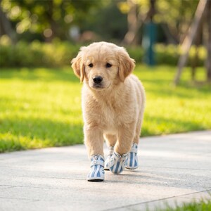May include: A golden retriever puppy wearing blue and white striped dog boots walks on a concrete path. The puppy has light brown fur and is looking directly at the camera. The background is a blurred green lawn and trees.