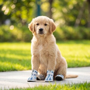 May include: A golden retriever puppy wearing blue and white patterned dog boots. The puppy is sitting on a concrete surface with green grass and blurred foliage in the background. The boots have zippers and a paw print design.