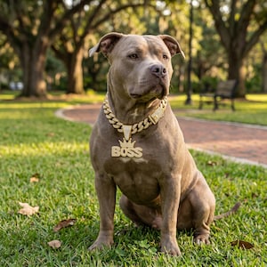 May include: A grey pit bull dog wearing a thick gold-coloured chain collar with a large, rectangular pendant featuring the word BOSS in capital letters topped with a small crown design. The collar and pendant are covered in small, reflective stones.
