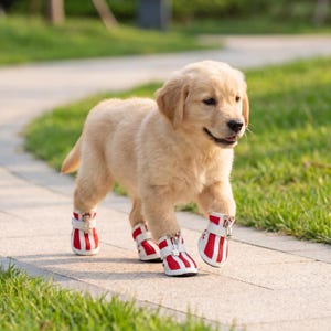 May include: A golden retriever puppy wearing red and white dog boots with zippers, walking on a paved path. The boots have a mesh design with red stripes and white soles. The puppy is in a grassy outdoor setting.